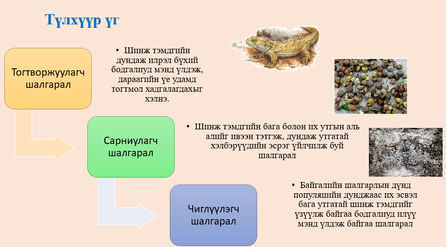 Мэдлээ | Цахим контент